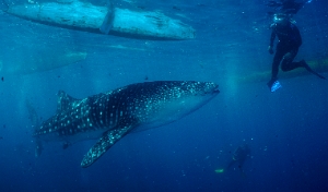 North Sulawesi-2018-DSC04054_rc- Whale shark - Requin baleine
